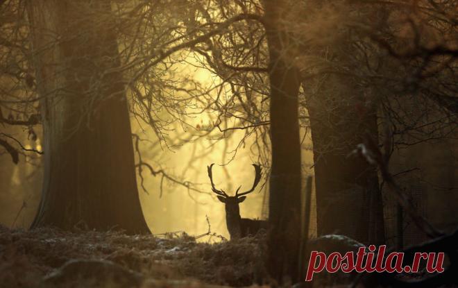 День зимнего солнцестояния в 2017 году: какого числа День зимнего солнцестояния в 2017 году приходится на 21 декабря.
В этот день, в 19:28 по московскому времени, Солнце перейдет из северного полушария неба в южное. Ночь с 21 на 22 декабря является само…