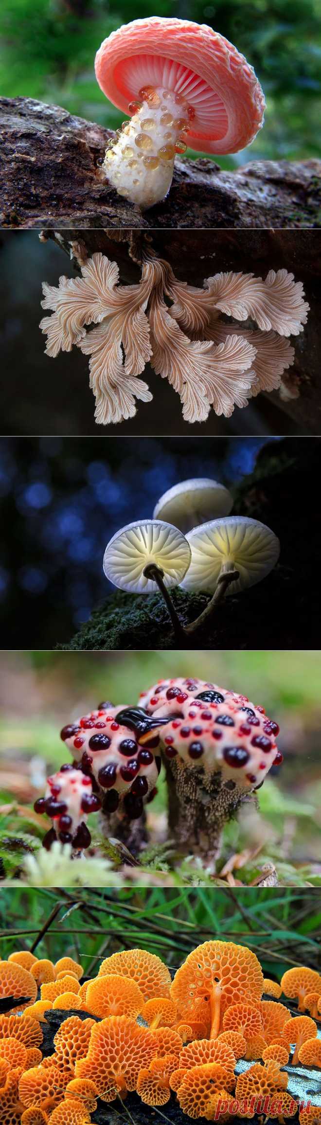 20 фотографий самых красивых грибов в мире
