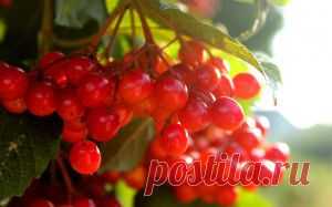 Если бы кошки умели выходить в интернет... | Уши, лапы, хвост