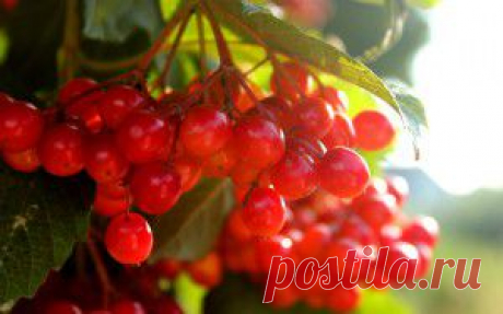 Если бы кошки умели выходить в интернет... | Уши, лапы, хвост