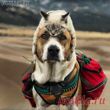 Его тёплая шапка)