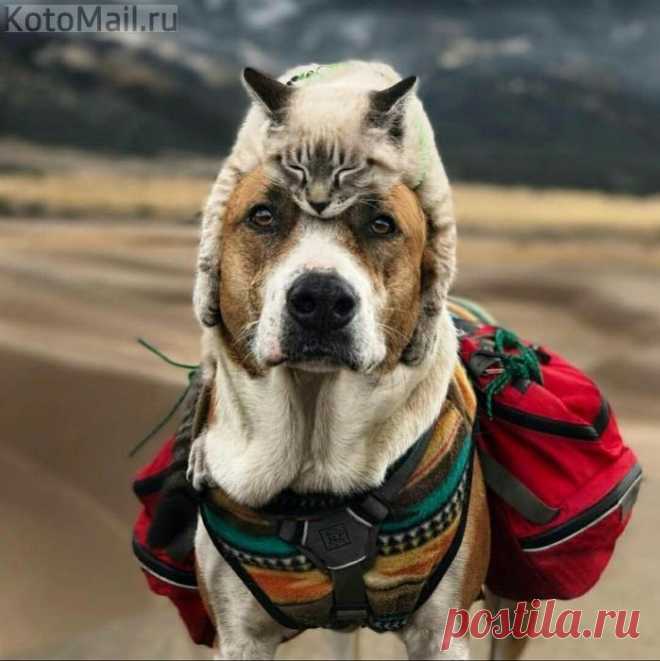 Его тёплая шапка)