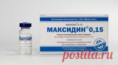 Максидин для кошек: инструкция по применению и отзывы