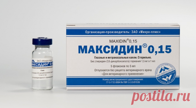 Максидин для кошек: инструкция по применению и отзывы