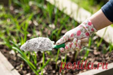 9 народных советов, которые убивают растения быстрее, чем вредители — Ботаничка