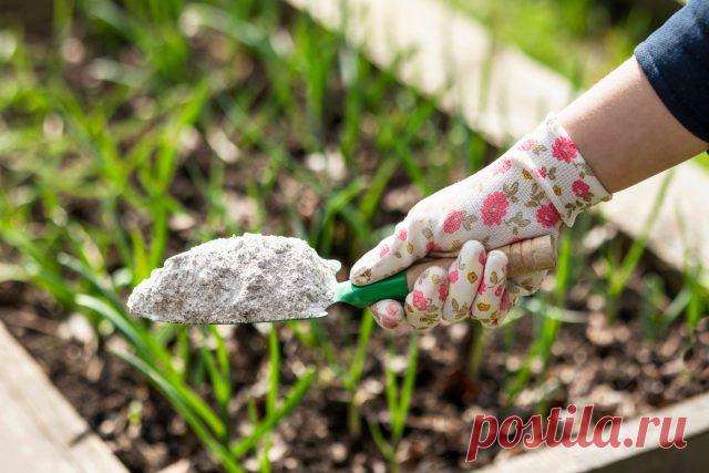 9 народных советов, которые убивают растения быстрее, чем вредители — Ботаничка