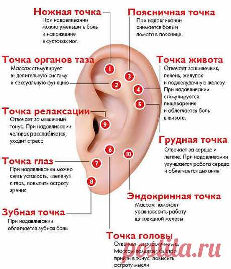 Зарядка для ушей бодрит не хуже, чем чашка кофе! 

 Поместите обе ладони за уши и, загнув их, с силой прижмите к голове. 

 Захватите мочки ушей пальцами и начните оттягивать их вверх, вниз и в стороны, вращать по часовой стрелке. Делайте это осторожно, мягко, ни в коем случае не усердствуйте. 

 Положите ладони на уши и начните их поглаживать и растирать. 

 Кончиками пальцев помассируйте слуховые отверстия и козелки. 

 Положите ладони на уши и сделайте несколько пружиня...
