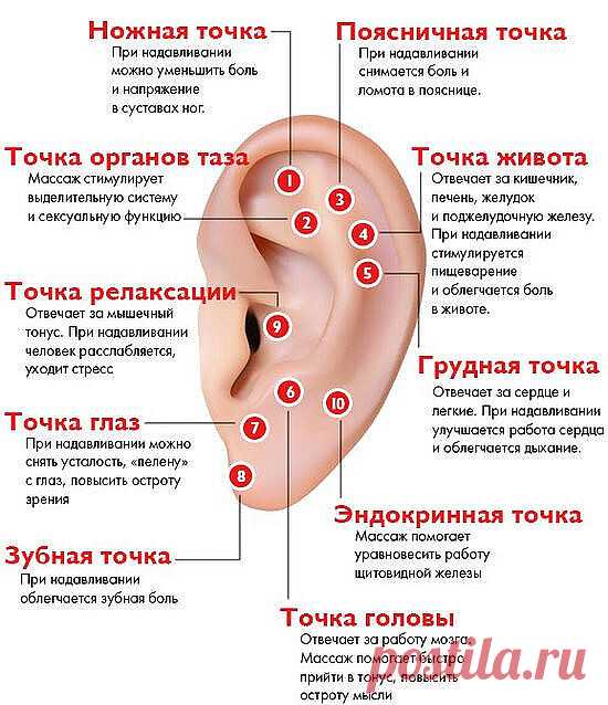 Зарядка для ушей бодрит не хуже, чем чашка кофе! 

 Поместите обе ладони за уши и, загнув их, с силой прижмите к голове. 

 Захватите мочки ушей пальцами и начните оттягивать их вверх, вниз и в стороны, вращать по часовой стрелке. Делайте это осторожно, мягко, ни в коем случае не усердствуйте. 

 Положите ладони на уши и начните их поглаживать и растирать. 

 Кончиками пальцев помассируйте слуховые отверстия и козелки. 

 Положите ладони на уши и сделайте несколько пружиня...