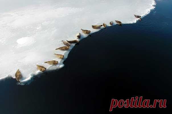 Тюлени ларга загорают на льдине. Автор фото – Alena_lvin: nat-geo.ru/photo/user/328511/