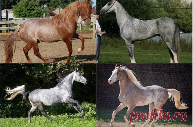 20 самых редких и красивых лошадей в мире