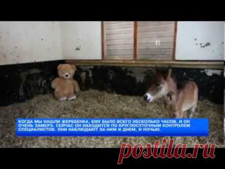 Плюшевый мишка стал мамой жеребёнка - YouTube