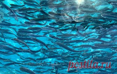 "Ниже 150 метров жизни нет". Какие условия для рыбоводства есть только в Черном море. Рыбоводческий потенциал Крымского полуострова поистине уникален: около 3 млрд тонн органического вещества в год оседает на дно, не нарушая экологическое равновесие моря. Причины просты: море не включается в круговорот Мирового океана, и ниже 150 метров жизни в нем нет. Поэтому ученые уверены: необходимо активно осваивать акватории в границах России, растить кадры и развивать технологии. Побеседовали…