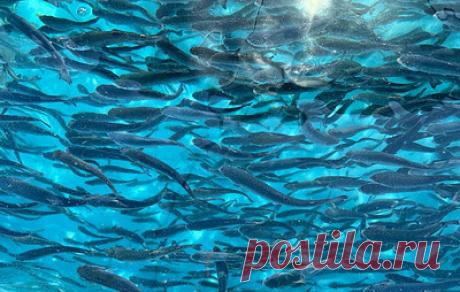 &quot;Ниже 150 метров жизни нет&quot;. Какие условия для рыбоводства есть только в Черном море. Рыбоводческий потенциал Крымского полуострова поистине уникален: около 3 млрд тонн органического вещества в год оседает на дно, не нарушая экологическое равновесие моря. Причины просты: море не включается в круговорот Мирового океана, и ниже 150 метров жизни в нем нет. Поэтому ученые уверены: необходимо активно осваивать акватории в границах России, растить кадры и развивать технологии. Побеседовали…