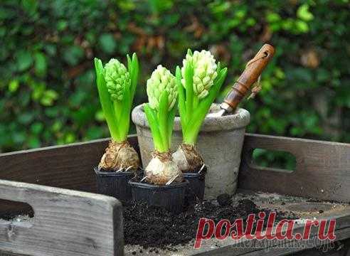 11 самых частых вопросов о посадке луковичных