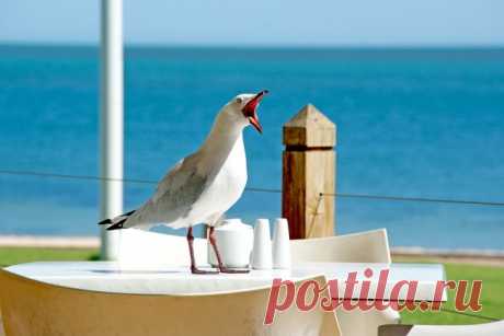 Алкогольный напиток из чайки.
Этот экзотический напиток делают канадские эскимосы (инуиты), и, как говорят, на вкус он невероятно гадкий, к тому же вызывает жуткое похмелье. А уж о том, как быстро он сбивает с ног, и говорить нечего.