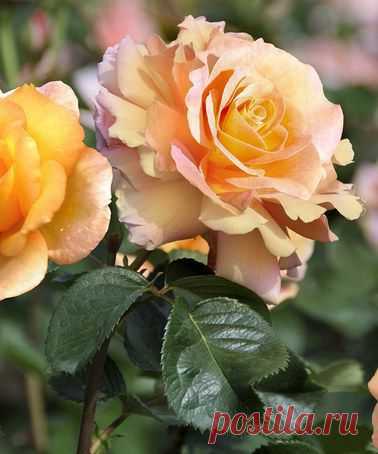 Dr. Brownell Sub-Zero Garden Rose