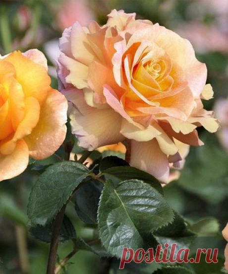 Dr. Brownell Sub-Zero Garden Rose
