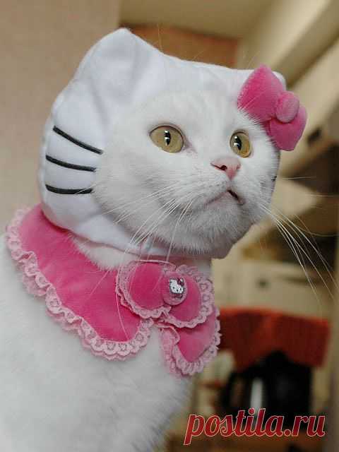 Мода следящих за собой кошек.