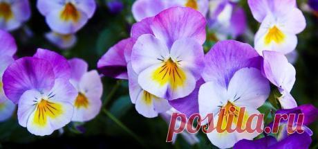 Цветы, как люди, на добро щедры, 
И щедро нежность людям отдавая, 
Они цветут, сердца отогревая, 
Как маленькие теплые костры. 

Должны мы над цветами наклониться, 
Не для того, чтоб рвать или срезать, 
А чтоб увидеть добрые их лица 
И доброе лицо им показать.