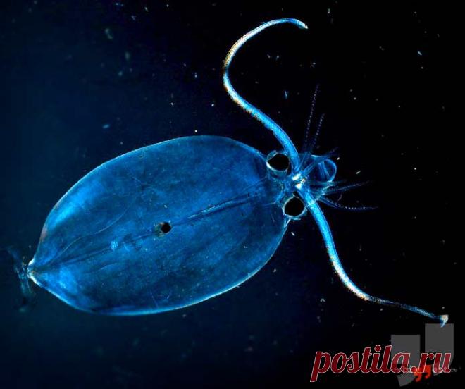 Самые необычные глубоководные животные (ТОП-15) + Фото
