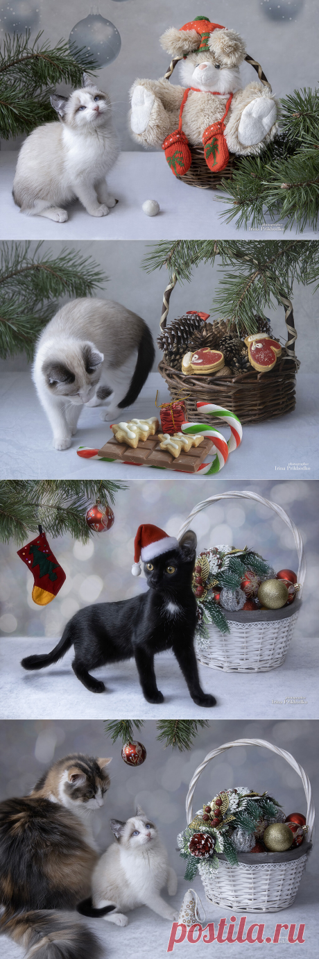 Новогодние котята
