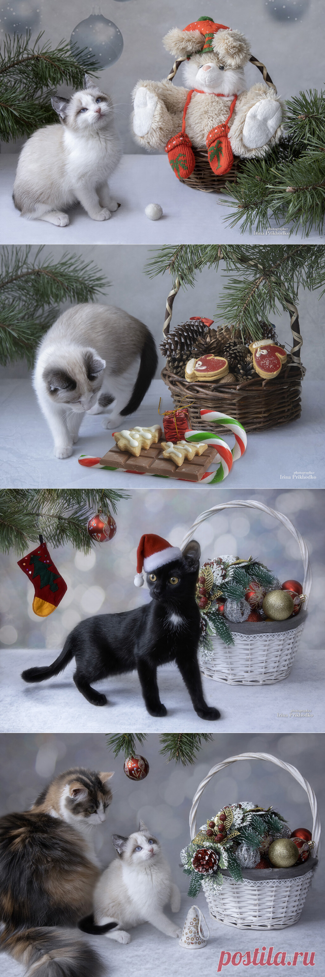 Новогодние котята