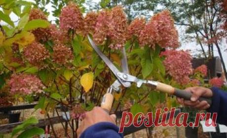 Обрезка гортензии осенью: подробная инструкция для новичков
Садоводы не первый год спорят, надо ли обрезать гортензию осенью или достаточно весенней обрезки. Каждая сторона приводит свои аргументы, и новичку легко запутаться в мнениях. Истина же, как всегда,…