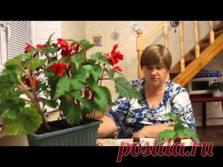 Секрет укоренения комнатных растений. Бегония.