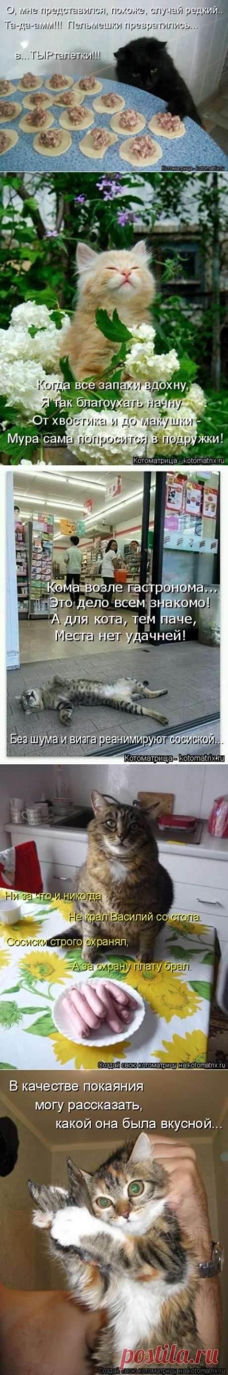 Лучшая котоматрица недели (29 фото) - 15.06.2018