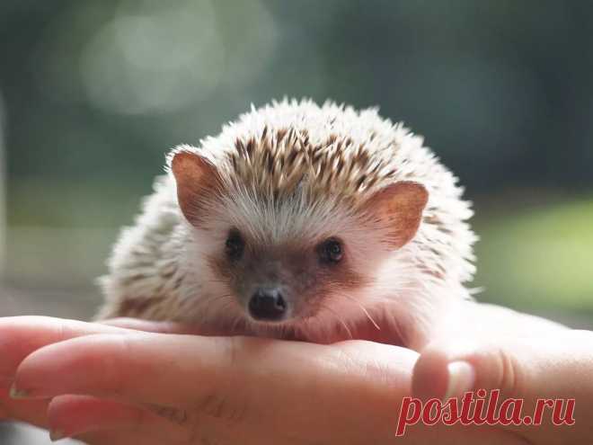 Ежик как домашнее животное