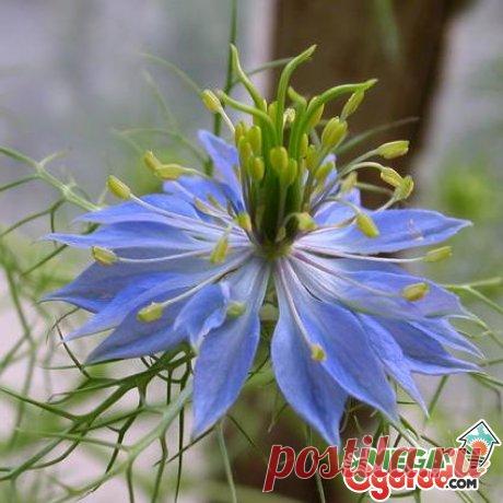 Чернушка посевная - полезные свойства, применение и особенности выращивания