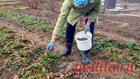 Рано весной по прижатой к земле клубнике насыпаю такой порошок. Ягоды будет пропасть, а вредитель исчезает. | Сад огород life | Дзен
