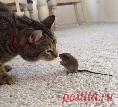 Смешные и забавные кошки