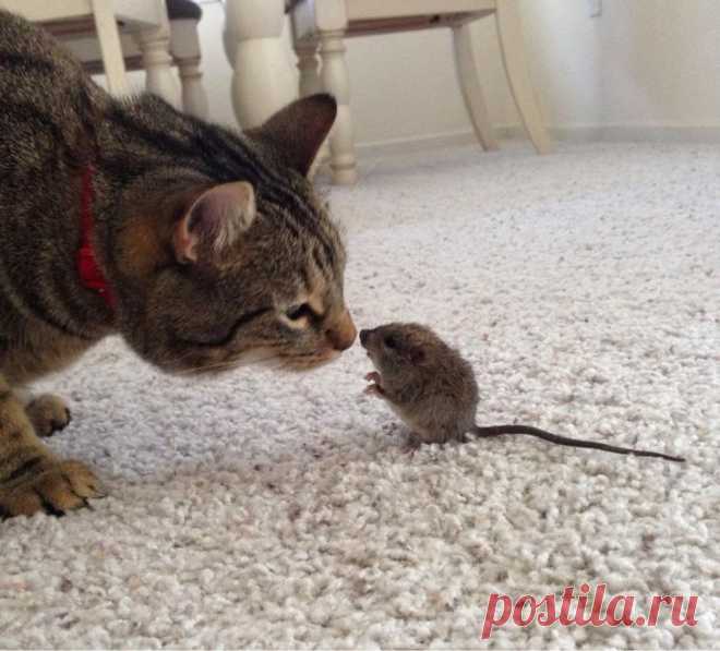 Смешные и забавные кошки