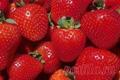 Ремонтантная земляника. Посадка и уход. | ДОСТОЙНАЯ ЖИЗНЬ НА ПЕНСИИ