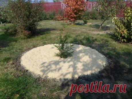 7 вещей, которые вы должны сделать с растениями до наступления мороза | Почва и плодородие (Огород.ru)