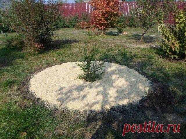 7 вещей, которые вы должны сделать с растениями до наступления мороза | Почва и плодородие (Огород.ru)