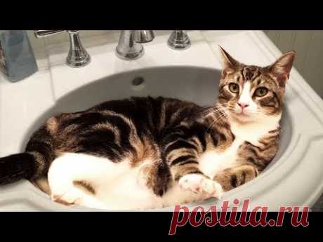 Cute and Funny Cat Videos to Keep You Smiling! 🐱