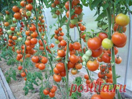 Школа садоводов Андрея Туманова – Елена Самохвалова(Позднякова) добавила фотографию в альбом Парничок