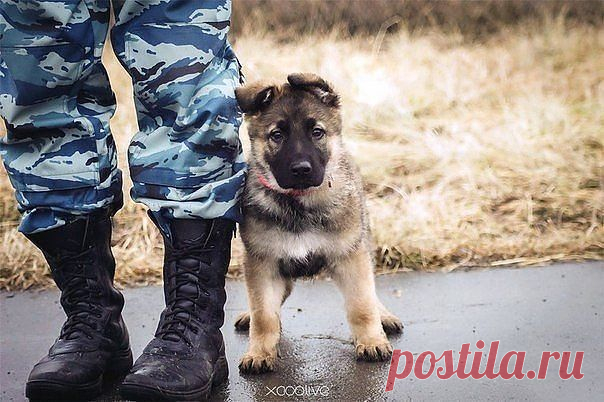 Этот прекрасный животный мир :)