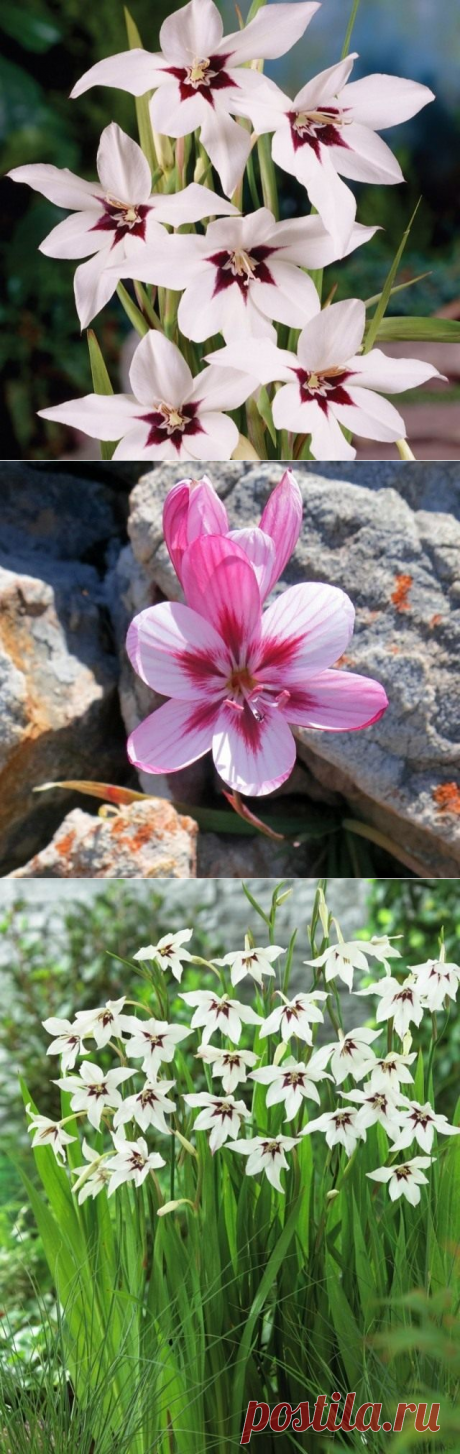 Парящая фея ацидантера.