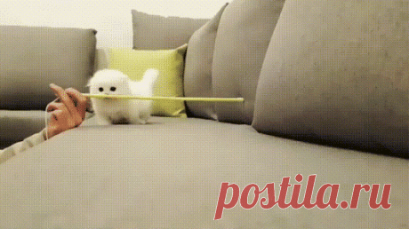 Cat Lovers – Google+