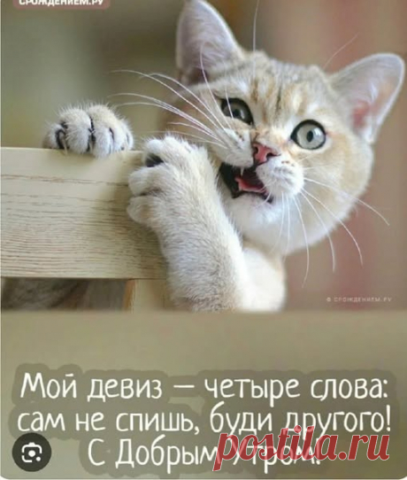 529c4bac.jpg (509×600)