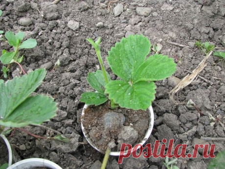Рассаживание клубники: личный опыт