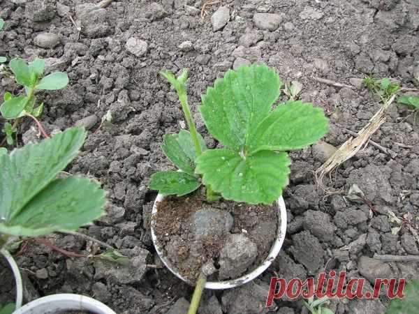 Рассаживание клубники: личный опыт