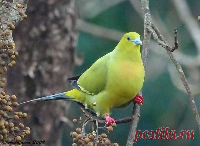 Редкий, яркий и скрытный - зеленый голубь