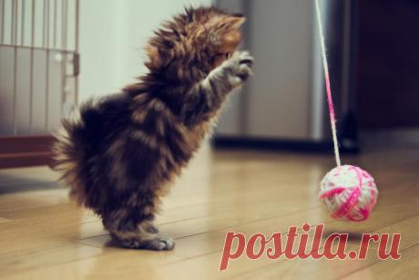 Море положительных эмоций от такого маленького котенка | Дай лапку