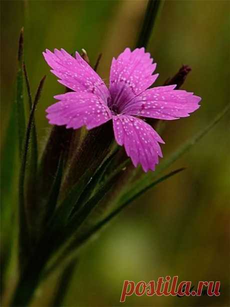 Леди Любовь - Google+
