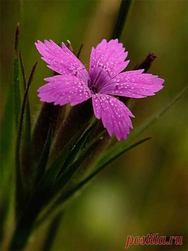 Леди Любовь - Google+