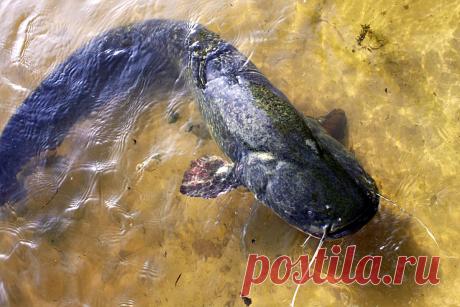 Сом: 10 интересных фактов из жизни пресноводного гиганта | Приключения натуралиста | Яндекс Дзен